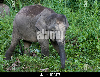 Borneo-Zwerg-Elefantenbaby (Elephas maximus borneensis), das im Dschungel von Borneo isst. Kinabatang River, Borneo, Asien Stockfoto