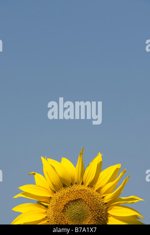 Sonnenblumen in einer indischen Feld. Gewachsene oder die Saat. Andhra Pradesh, Indien. Stockfoto