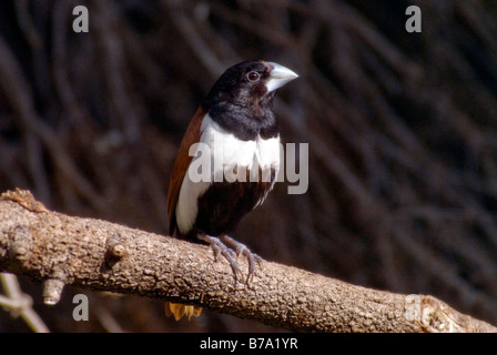 Dreifarbige Nonne "Lonchura Malacca" Stockfoto