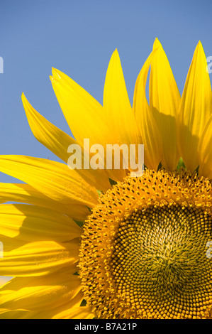 Sonnenblumen in einer indischen Feld. Gewachsene oder die Saat. Andhra Pradesh, Indien. Stockfoto