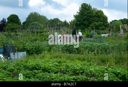 Zuteilung Great Bookham im Mai blühen, Erdbeeren und Saubohnen Stockfoto