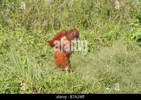 Bornean Orang-Utans (Pongo Pygmaeus), Samboja, Ost-Kalimantan, Borneo, Indonesien, Südostasien Stockfoto