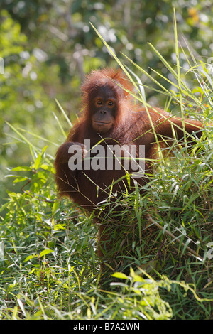 Bornean Orang-Utans (Pongo Pygmaeus), Samboja, Ost-Kalimantan, Borneo, Indonesien, Südostasien Stockfoto