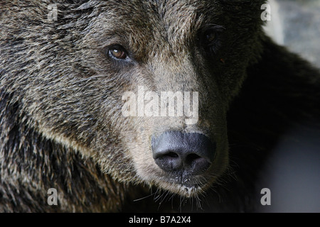 Braunbär (Ursus Arctos), portrait Stockfoto