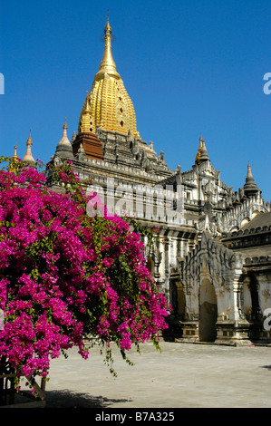 Violetten Bougainvillea in voller Blüte, (Bougainville Spectabilis), buddhistische Ananda Tempel mit Turm, Steepletop in Gold, Bagan, B Stockfoto