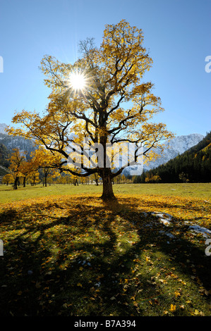 Bergahorn (Acer Pseudoplatanus) mit herbstlichen Laub, Hintergrundbeleuchtung, vor schneebedeckten Bergen, Ahornboden, Eng, Vorde Stockfoto