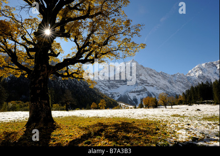 Bergahorn (Acer Pseudoplatanus) mit herbstlichen Laub, Hintergrundbeleuchtung, vor schneebedeckten Bergen, Ahornboden, Eng, Vorde Stockfoto