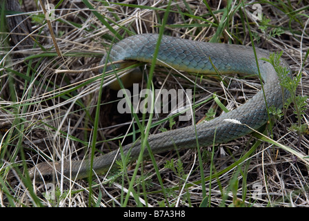 Östlichen Yellow bellied Racer Coluber Constrictor flaviventris Stockfoto