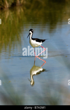 Hawaiian Stelzenläufer Himantopus Mexicanus knudseni Stockfoto