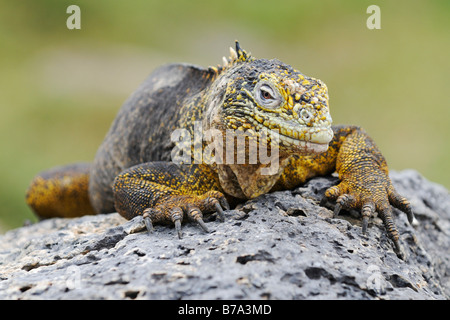 Galapagos Land Iguana (Conolophus Subcristatus), Plaza Sur Insel, Galapagos-Inseln, Ecuador, Südamerika Stockfoto