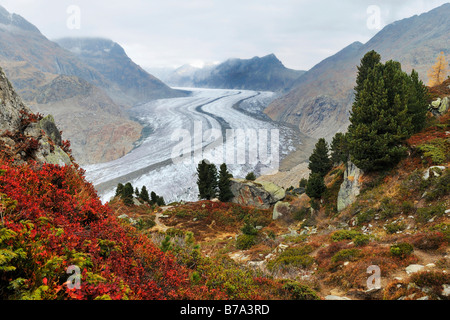 Aletschgletscher, gröberen Aletschgletschers, Herz der UNESCO World Heritage Site Jungfrau-Aletsch-Bietschhorn, Goms, Wallis, Schweiz Stockfoto