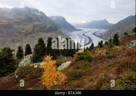 Aletschgletscher, gröberen Aletschgletschers, Herz der UNESCO World Heritage Site Jungfrau-Aletsch-Bietschhorn, Goms, Wallis, Schweiz Stockfoto