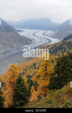 Aletschgletscher, gröberen Aletschgletschers, Herz der UNESCO World Heritage Site Jungfrau-Aletsch-Bietschhorn, Goms, Wallis, Schweiz Stockfoto