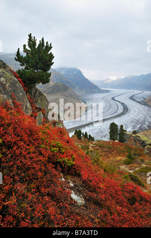 Aletschgletscher, gröberen Aletschgletschers, Herz der UNESCO World Heritage Site Jungfrau-Aletsch-Bietschhorn, Goms, Wallis, Schweiz Stockfoto