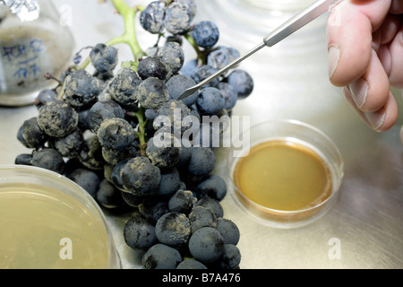 Lemberger Traube mit Knollenfäule oder grau-Schimmel (Botrytis) Pilzinfektion im Labor Brunneneinfassungen Weinbauinstitut Freiburg, Fr Stockfoto