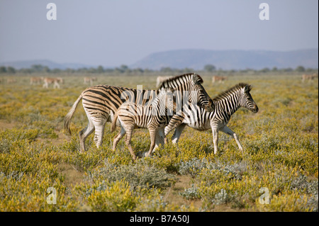 Gruppe von drei Burchells Zebra quer über einen trockenen Grasfläche Stockfoto