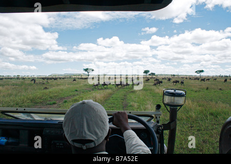 Große Herden von Gnus unterwegs während der jährlichen Migration, gesehen aus einem Fahrzeug Pirschfahrt in der Serengeti Stockfoto