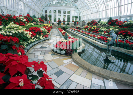 WINTER BLOOM ANZEIGE DER WEIHNACHTSSTERNE IN COMO PARK CONSERVATORY IN ST. PAUL, MINNESOTA.  DEZEMBER. Stockfoto