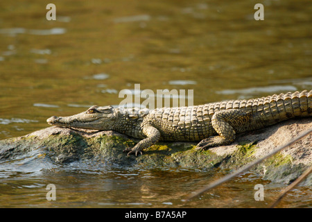 Eine junge Nilkrokodile, sonnen sich auf einem Felsen im Fluss Sand Stockfoto