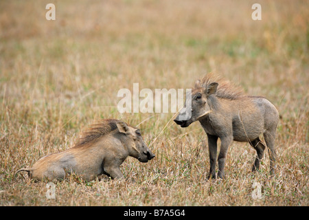 Zwei Warzenschwein Ferkel einander gegenüber Stockfoto