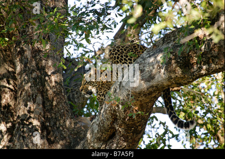 Eine junge Leoparden in einem Schakal Beere Baum Stockfoto