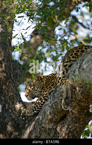 Eine junge Leoparden schauen gespannt aus einem schattigen Ast ein Schakal Beere Baum Stockfoto