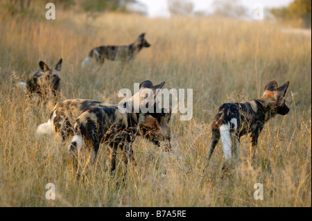 Ein Rudel wilder Hunde lange Gras herumlungern Stockfoto