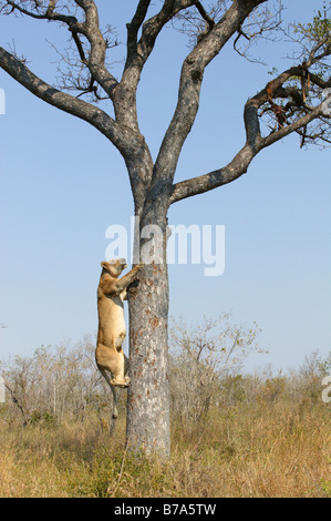 Eine Löwin klettern einen Marula-Baum um die Überreste von einem Leoparden töten aufräumen Stockfoto