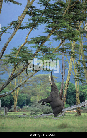 Elefant, balancieren auf Hinterbeinen, die nahrhafte Zweige einer Akazie, Ngorongoro Crater zu erreichen Stockfoto