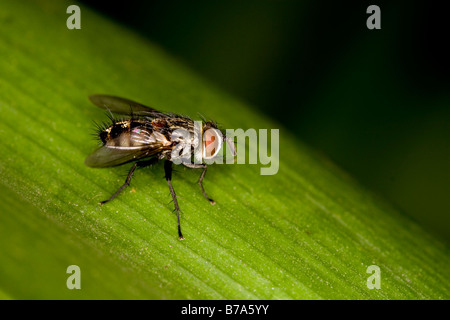 Stabil fliegen oder Stomoxys Calcitrans der Familie Muscidae Auftrag Diptera. Aggressiven Blutsauger Stockfoto
