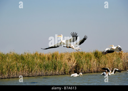 Rosapelikan Scharen ausziehen aus der Nata River Stockfoto