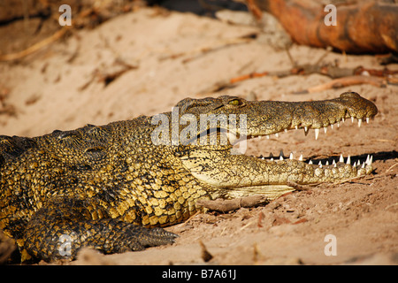 Porträt von einem Nil-Krokodil mit offenen Backen auf einer Sandbank Sonnen Stockfoto