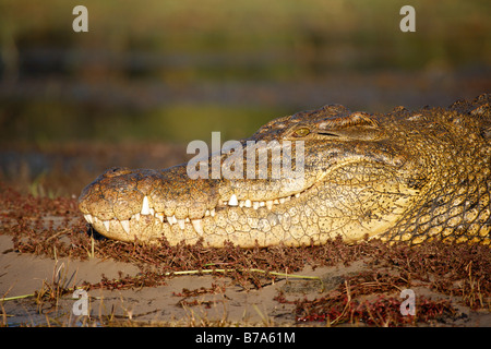 Porträt einer Nil-Krokodil auf einer Sandbank Sonnen Stockfoto