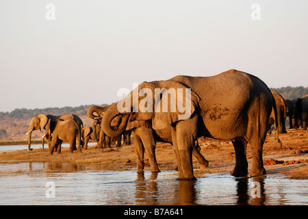 Eine Herde Elefanten am Ufer des Chobe Flusses am späten Nachmittag zu trinken Stockfoto