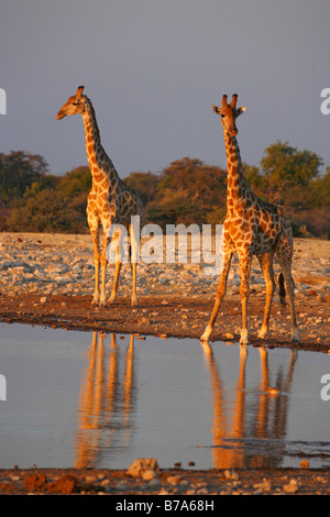 Giraffe an einer Wasserstelle in warmes Licht Stockfoto