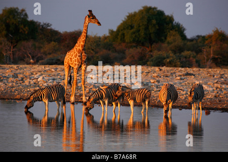 Giraffe und Zebra trinken an einer Wasserstelle in Etosha in warmes Licht Stockfoto