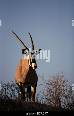 Ein Oryx (Oryx) stehen auf der Stirn von einem Hügel mit Blick nach unten Stockfoto