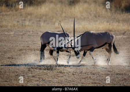 Zwei Gemsbock (Oryx Gazella) Bullen kämpfen und Staubwolke Stockfoto