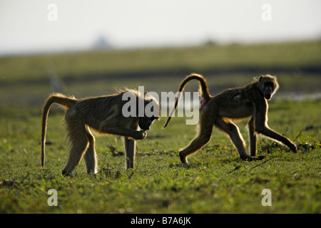 Ein Chacma Pavian Futtersuche auf einem grasigen Auen als eine weitere Spaziergänge durch einen Blick auf Stockfoto