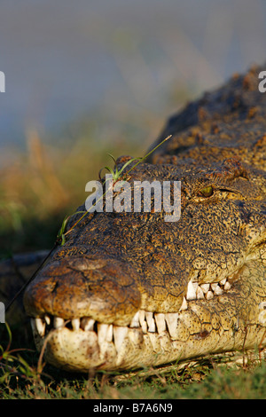 Porträt einer Nil-Krokodil Sonnen mit Auge scharf Stockfoto