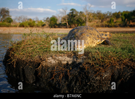 Porträt einer Nil-Krokodil sonnte auf eine erhöhte Schlammbank in den Chobe Fluss Stockfoto