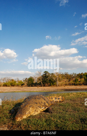 Porträt einer Nil-Krokodil sonnte auf eine erhöhte Schlammbank in den Chobe Fluss Stockfoto