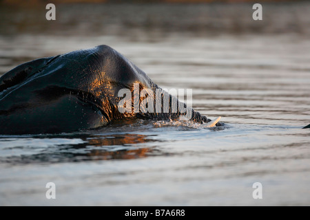 Close-up Portrait eines völlig untergetaucht Elefanten über den Chobe Fluss schwimmen Stockfoto