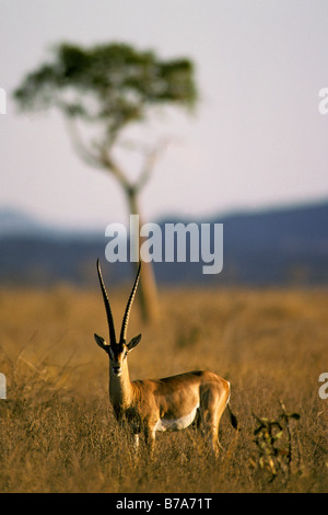 Grant es Gazelle (Gazella Granti) Stockfoto