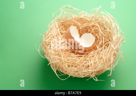 Zerbrochene Eierschalen in einem nest Stockfoto