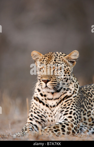 Porträt eines Leoparden mit seinen Augen fest geschlossen Stockfoto