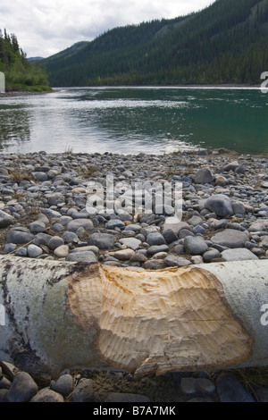 Biber (Castoridae) beißen Markierungen auf einer Espe Baumstumpf (Populus Tremuloides), Ufer des oberen Yukon River, Thirty Mile River, Yuk Stockfoto