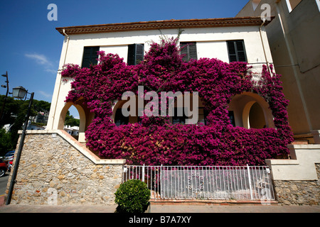 Haus, bewachsen mit Bougainvillea, Costa Brava, Katalonien, Spanien, Europa Stockfoto