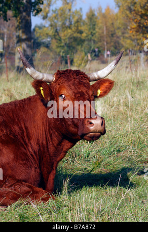 Salers Rinder, Hausrind, Rinderrasse (Bos Primigenius F. Taurus) Stockfoto