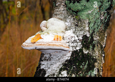 Pilz (Zündstoff Fomentarius) auf den faulenden Baumstamm ein weißer Birke (Betula Pubescens) auf das Moor, Pilze auf tot w HUF Stockfoto